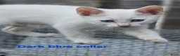 Mixed Breed cats for sale: 5 kittens ready for new homes in Southampton - Advert 5