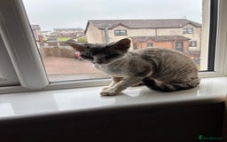 Devon Rex cats for sale: Quintelin Devon Rex - Image 8