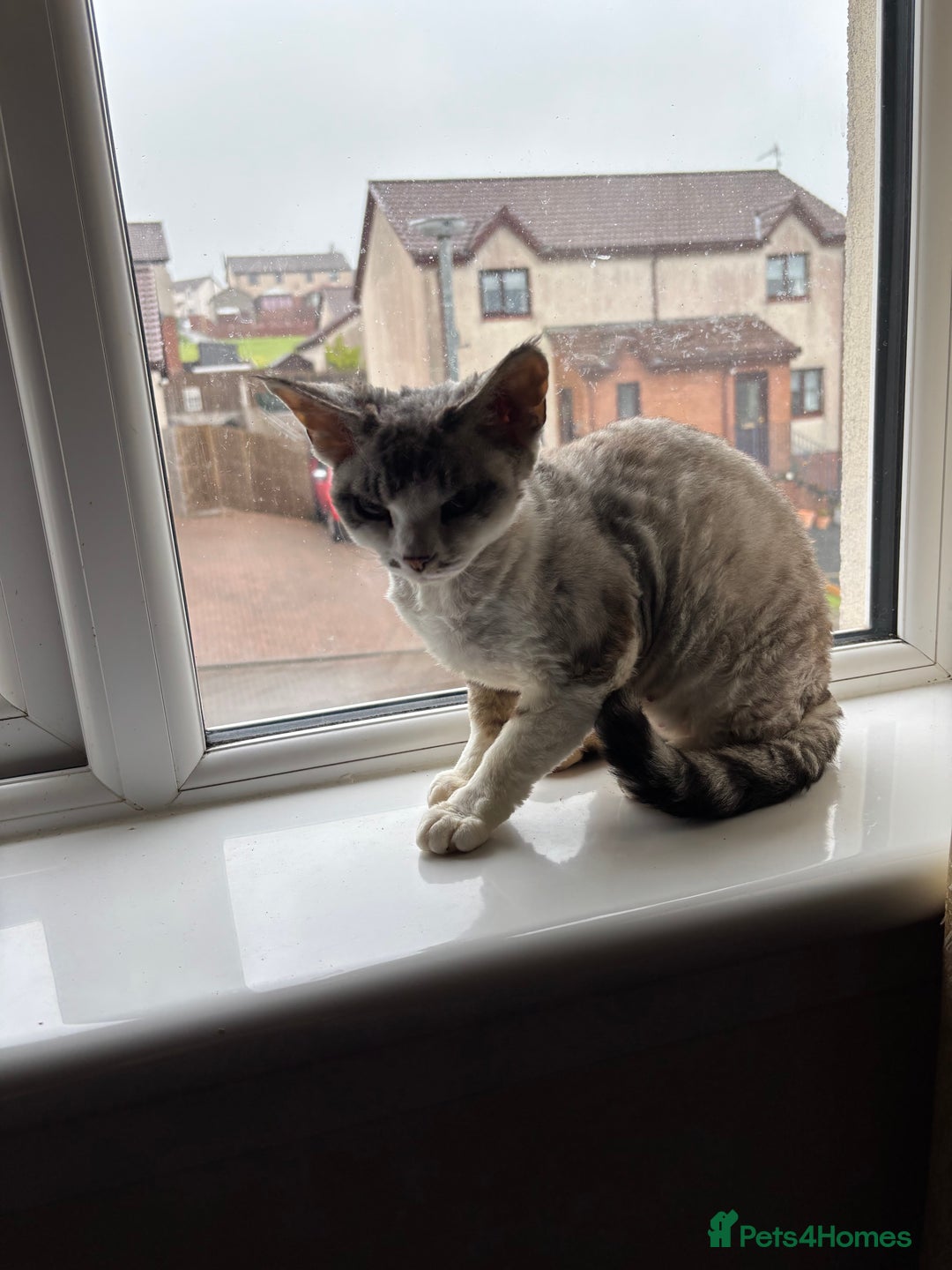 Devon Rex cats for sale: Quintelin Devon Rex - Image 8