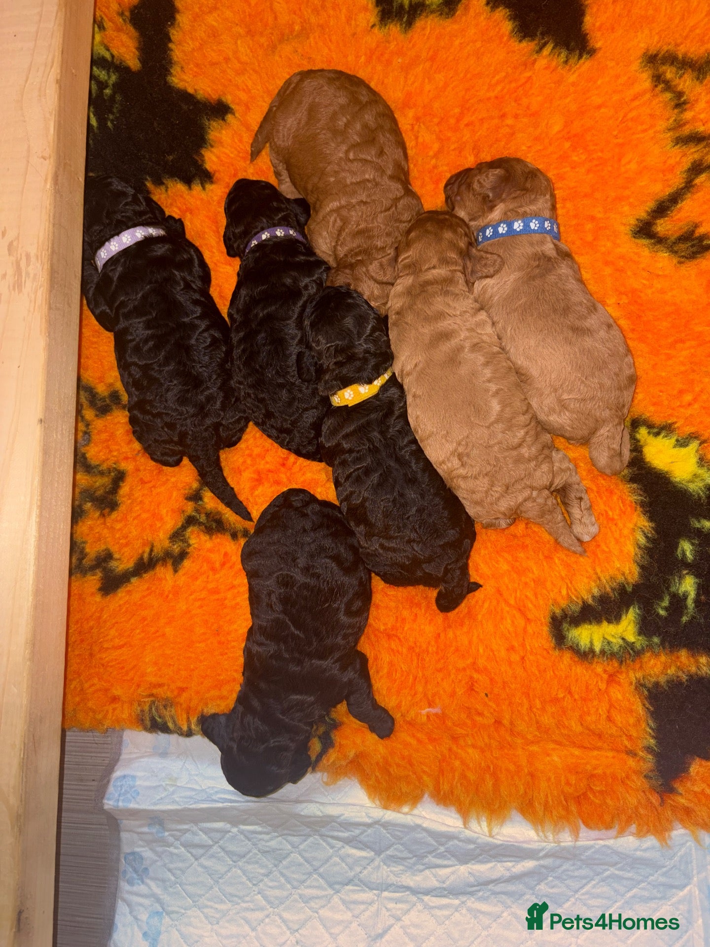 Cockapoo dogs for sale: F1b cockapoo  - Advert 19