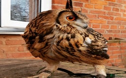 Mixed Breed birds for sale: Barn Owl and Indian Eagle Owl for Rehoming - Image 2