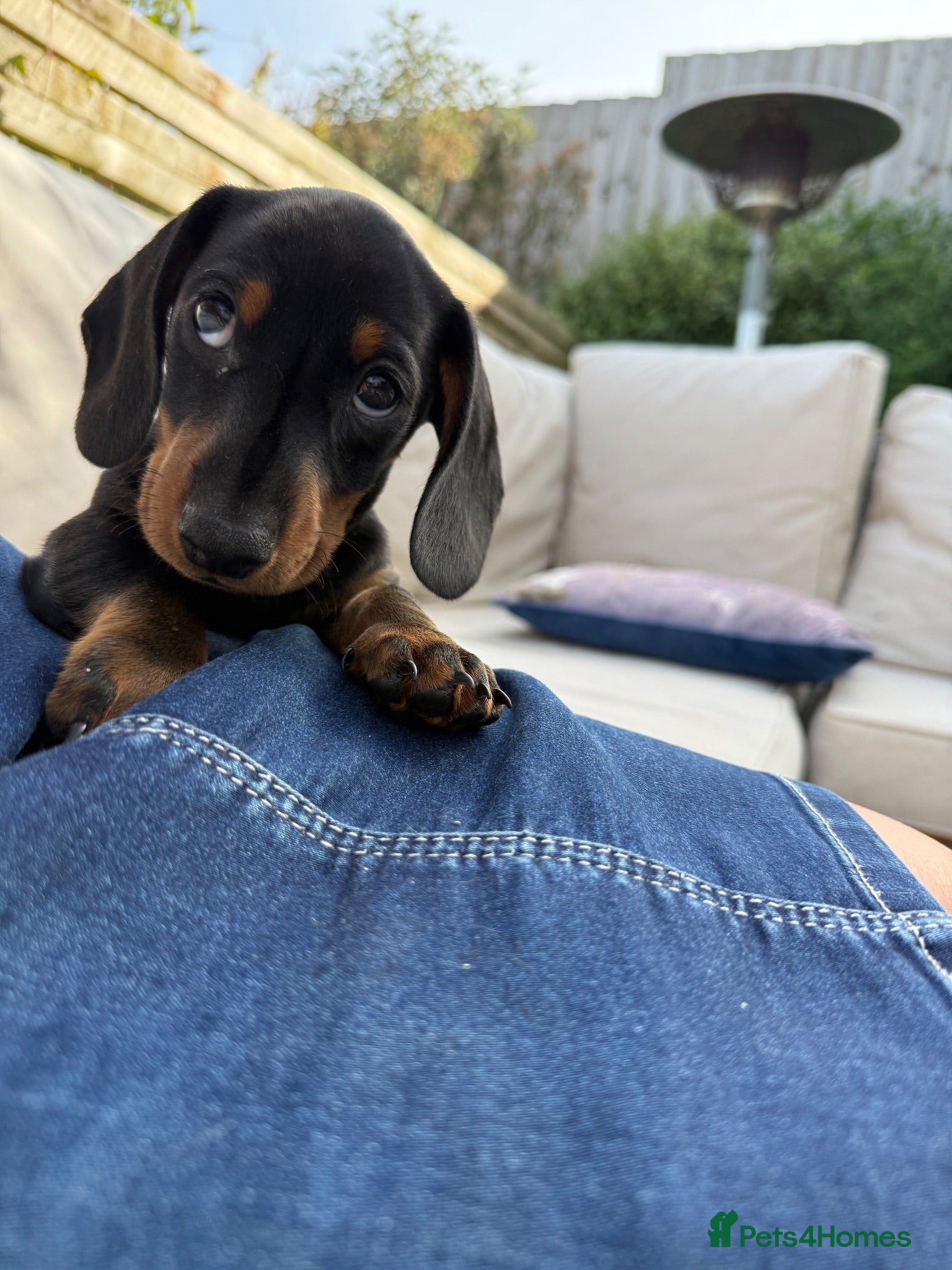 Miniature Dachshund dogs Miniature Daschunds - Advert 1
