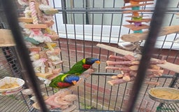 Lorikeets birds for sale: Breeding pair lorikeets  - Image 1
