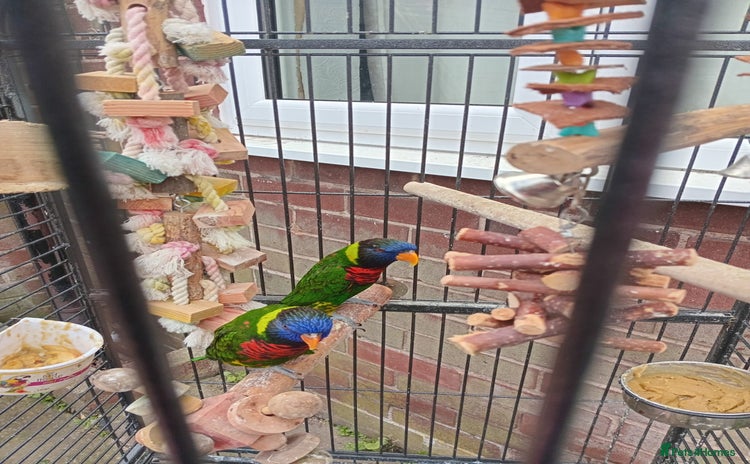 Lorikeets birds - Advert 1