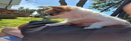 Chihuahua dogs for sale: Stunning Long-Haired Chihuahua Puppies in Guildford - Advert 18