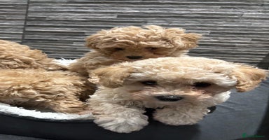 Poochon dogs 3 Poochons,  All Girls 💝Ready Now in Cheshire  - Advert 9