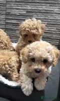 Poochon dogs 3 Poochons, All Girls 💝Ready Now in Cheshire - Advert 9