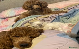 Ragdoll cats for sale: GCCF Registered Ragdolls  - Image 11