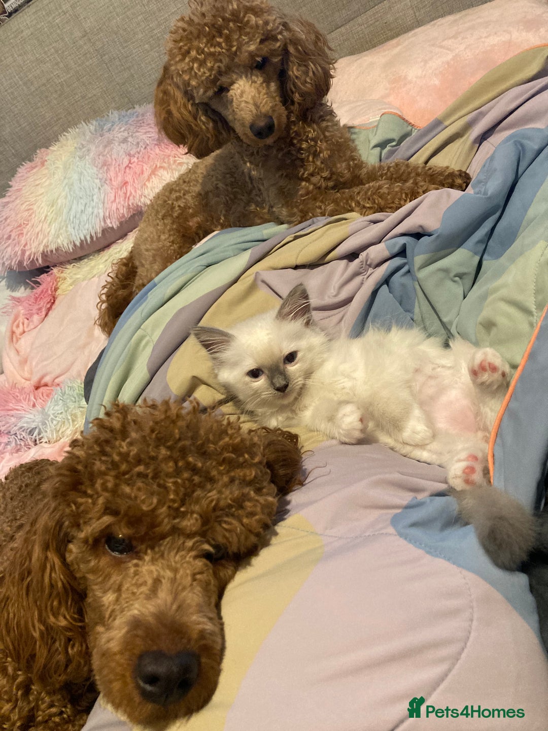 Ragdoll cats for sale: GCCF Registered Ragdolls  - Image 11