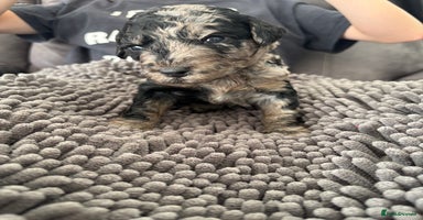 Mixed Breed dogs - Advert 8
