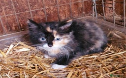 Mixed Breed cats for sale: Farm reared kittens  - Image 4