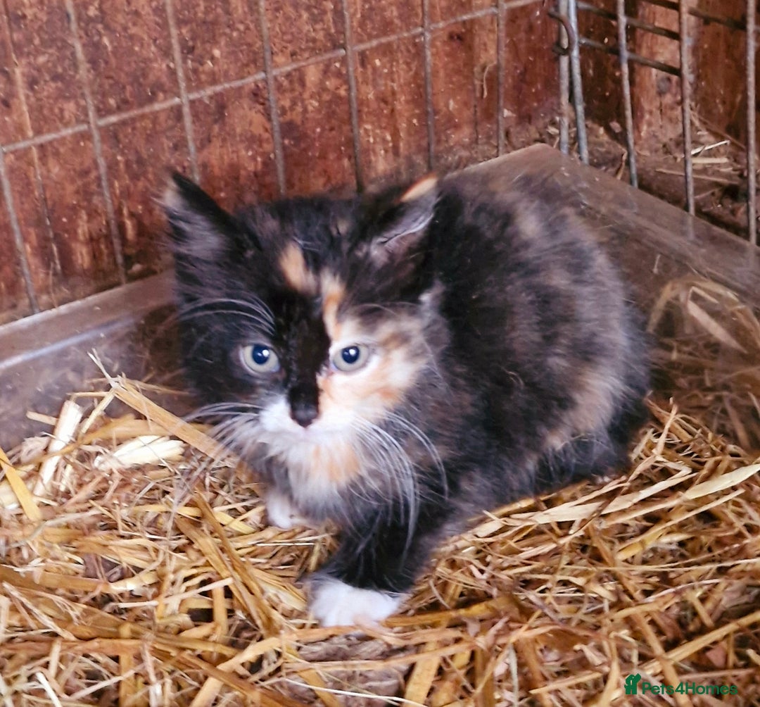 Mixed Breed cats for sale: Farm reared kittens  - Image 4