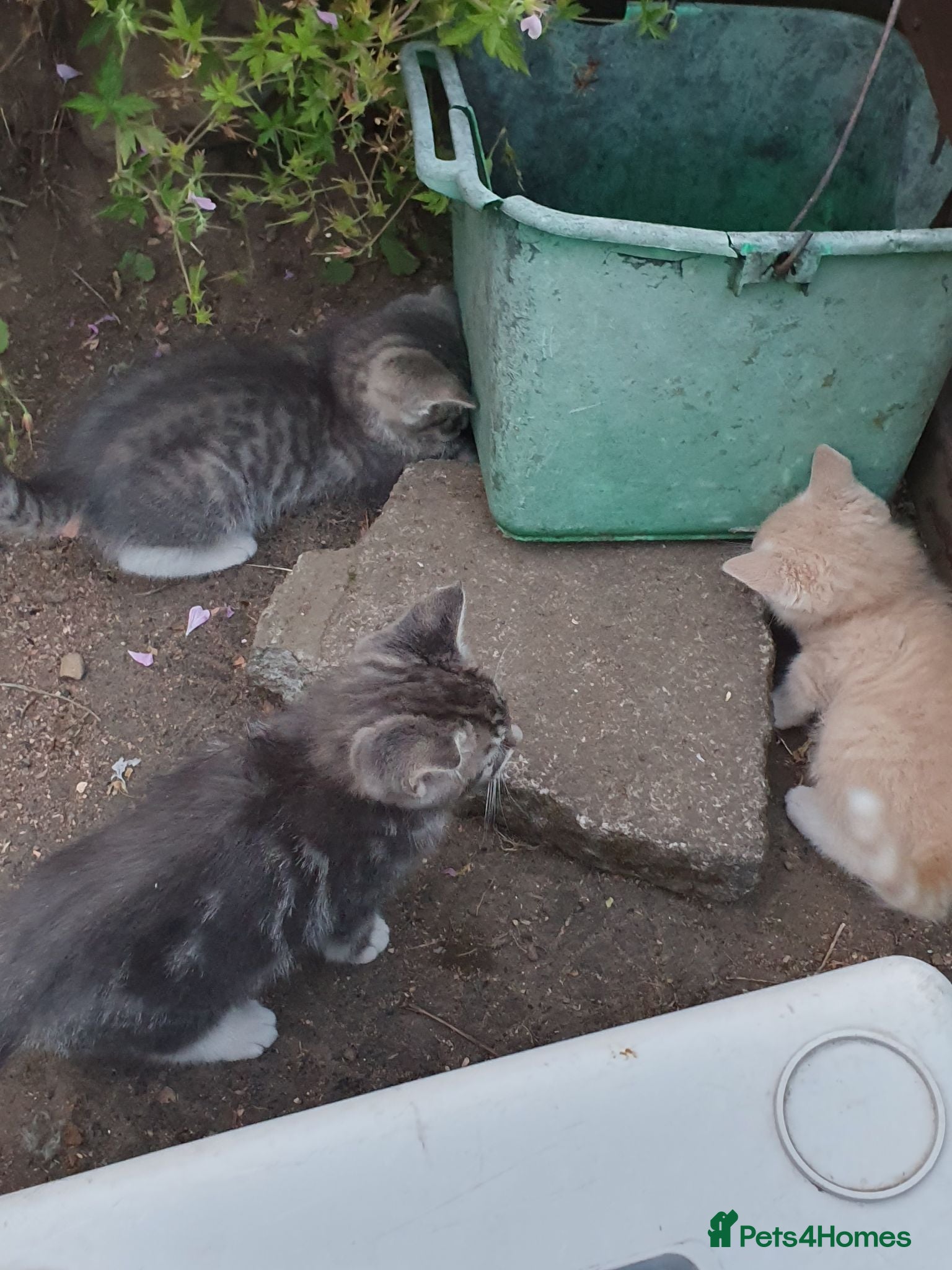 Mixed Breed cats Fluff and Tumble - Advert 10