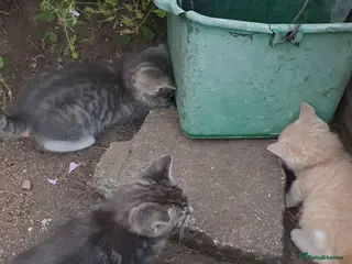 Mixed Breed cats Fluff and Tumble - Advert 10
