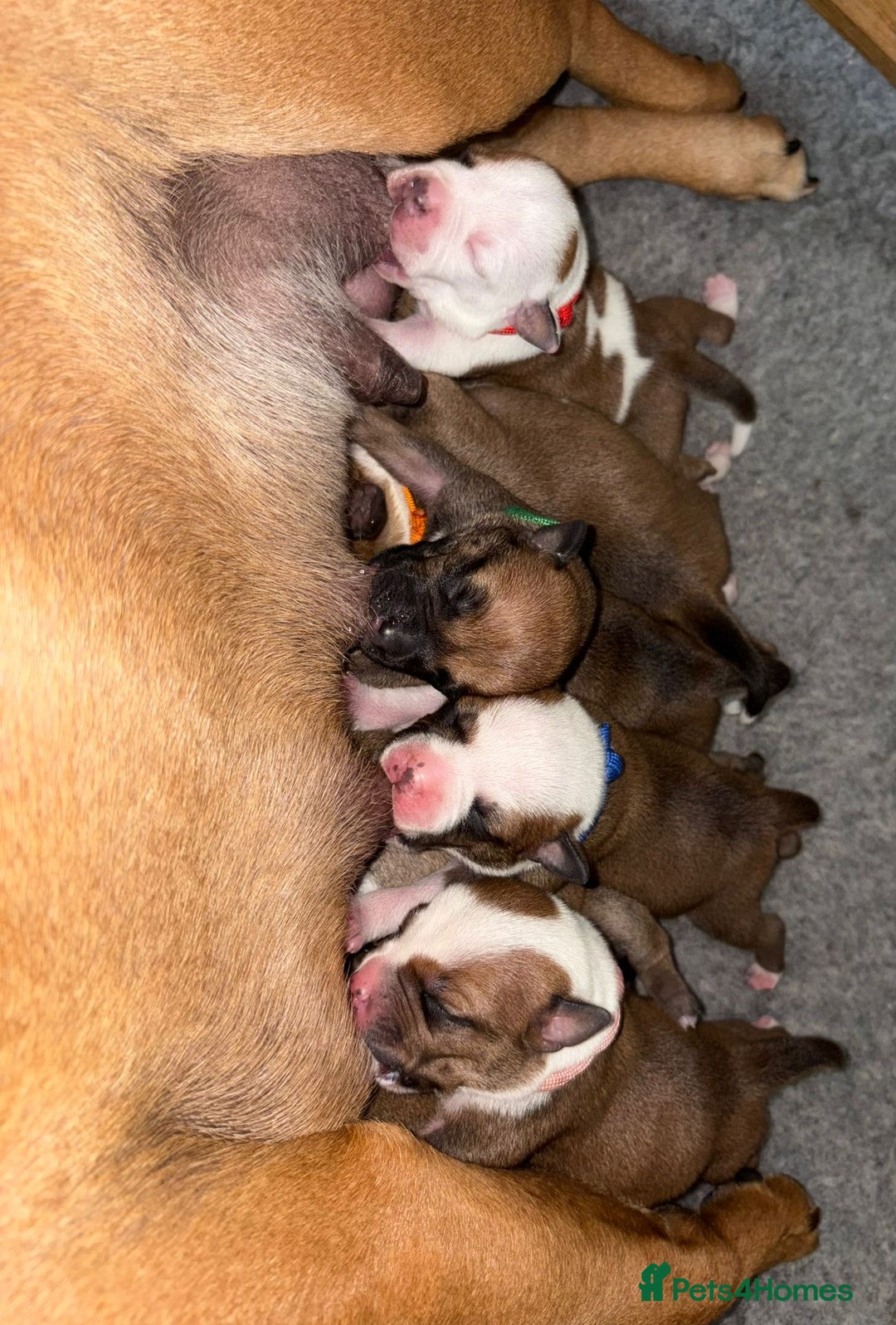 Staffordshire Bull Terrier dogs for sale: KC Staffordshire bull terriers 🧡🧡🏆🩸 REDS  - Image 11