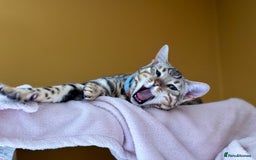 Bengal cats for sale: Silver Bengal looking for loving home  - Image 4