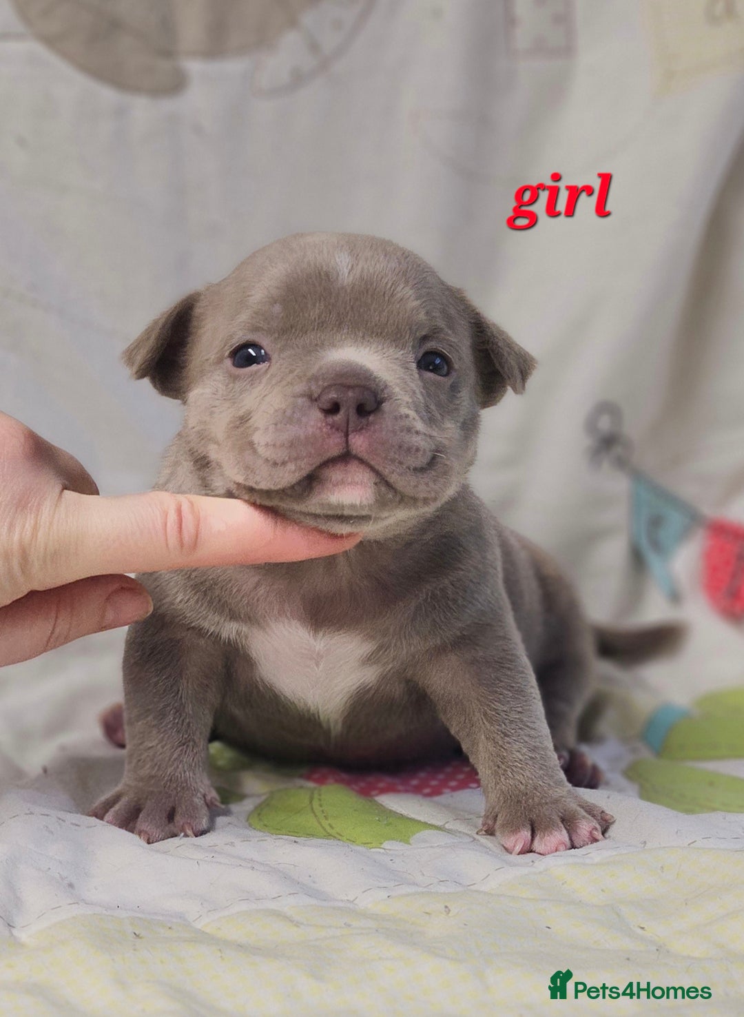 American Bully dogs for sale: Exotic Bullies - Advert 5