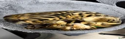 Bengal cats for sale: TICA PURE BREED BENGAL READY TO GO - Advert 4