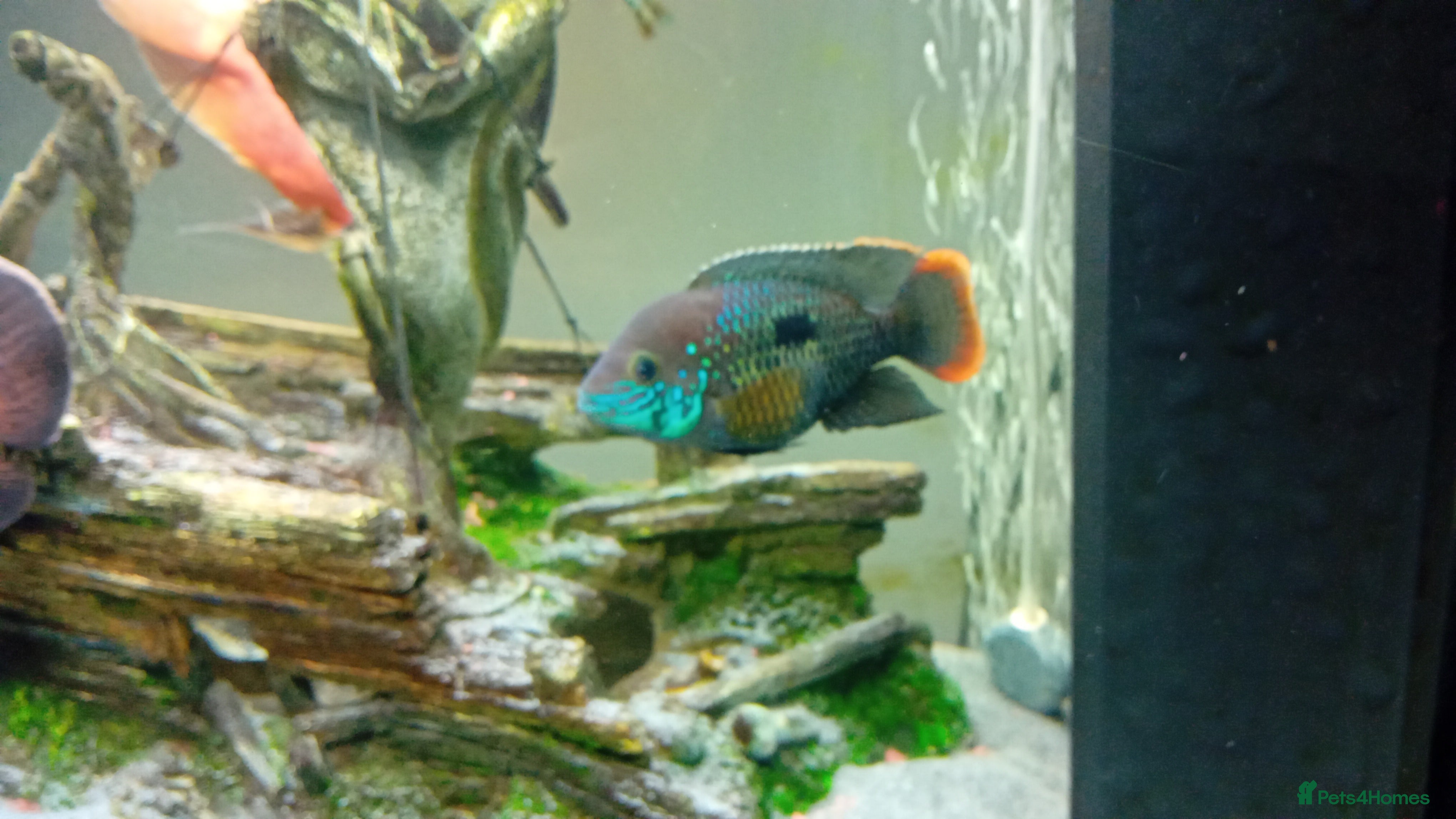 Other/Mixed Breed fish Large cichlids  - Advert 1