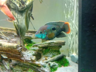 Other/Mixed Breed fish Large cichlids - Advert 2