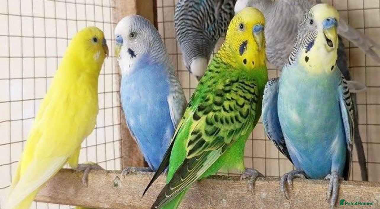 Budgerigars birds Budgies  - Advert 1