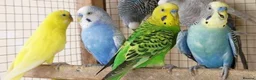 Budgerigars birds for sale: Budgies  - Advert 1