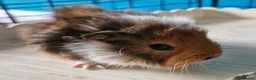Guinea Pig rodents for sale: Beautiful funky guinea pigs - Advert 15