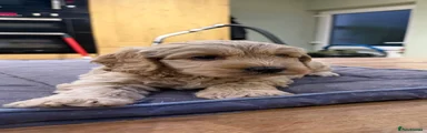 Cockapoo 4