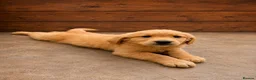 Golden Retriever dogs for sale: KC Registered Golden Retrievers  in Taunton - Advert 9