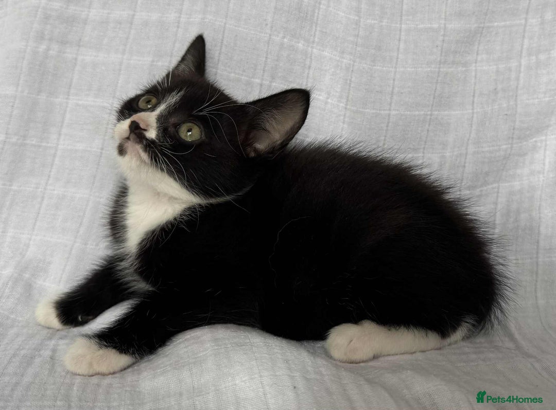 Mixed Breed cats for sale: Last black female left Turkish angora cross kitten - Image 14