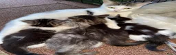 Mixed Breed cats for sale: 3 beautiful kittens ready to leave  - Advert 11
