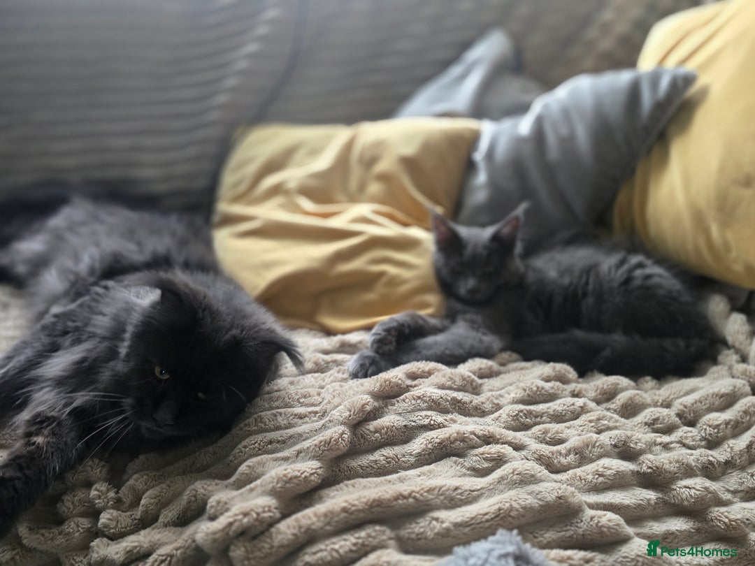 Maine Coon cats for sale: Blue Beautiful baby Milo  - Advert 11