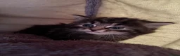 British Longhair cats for sale: 3 gorgeous kittens for sale  - Advert 2