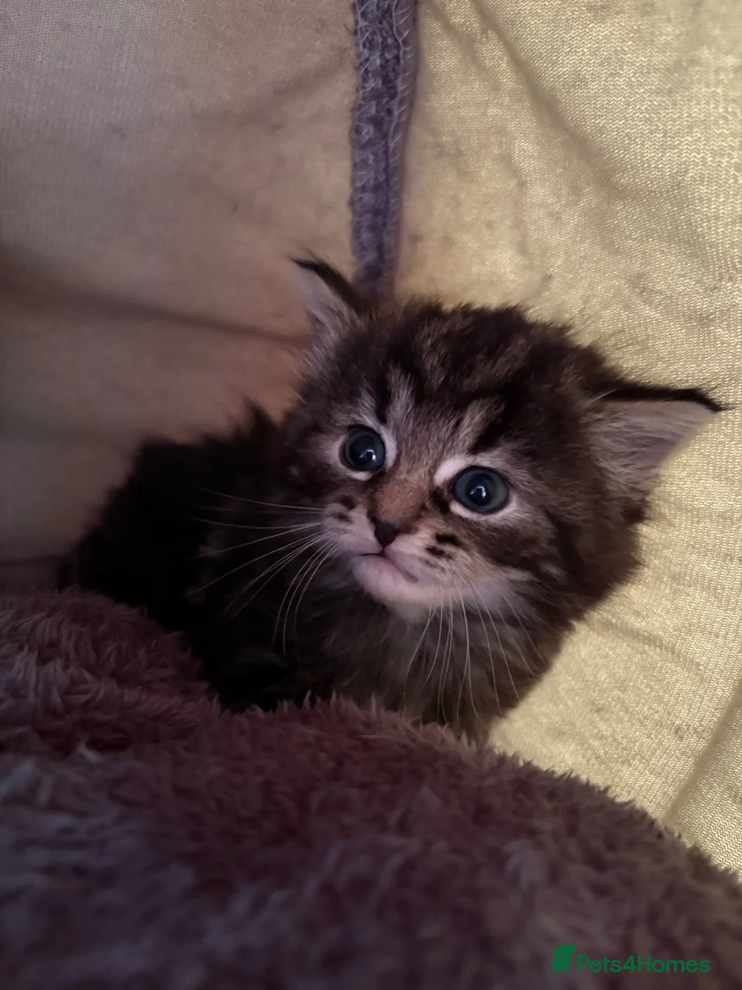 British Longhair cats for sale: 3 gorgeous kittens for sale  - Advert 2