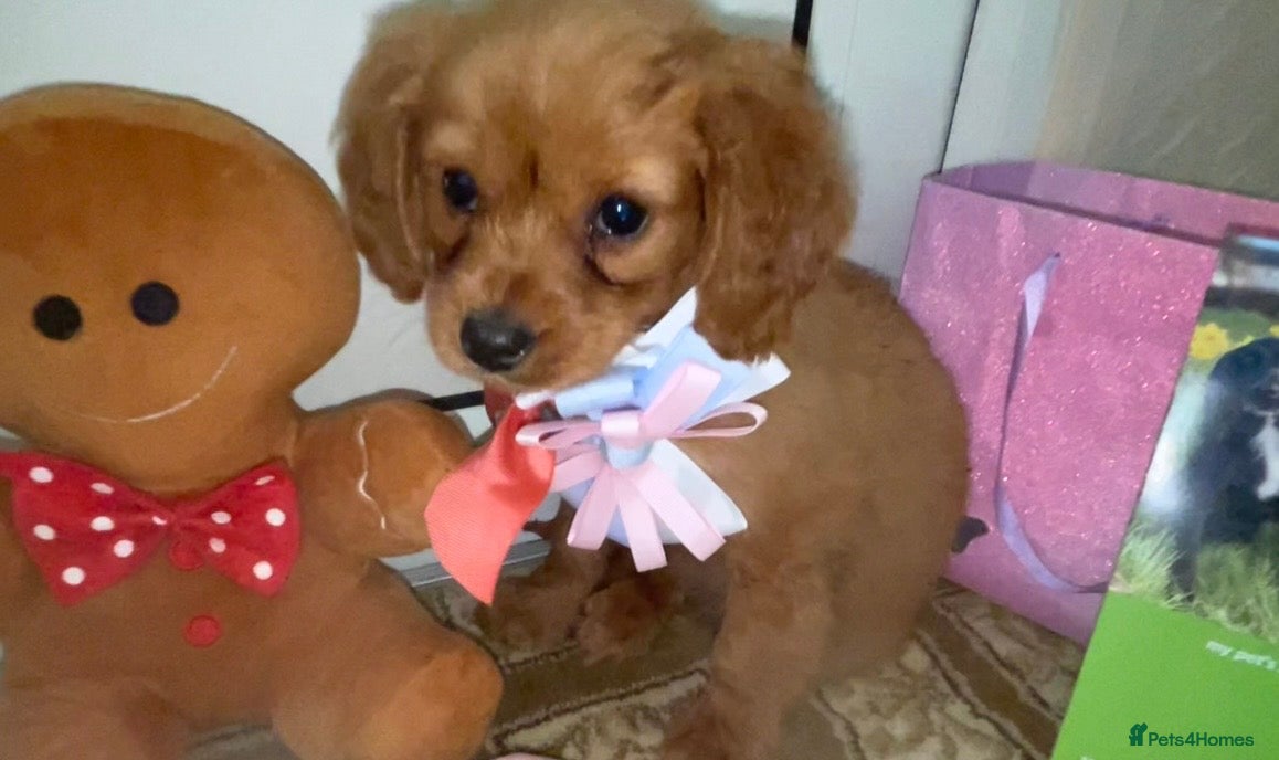 Cavapoo dogs Cavappo puppy’s for sale (last 1 ) - Advert 5