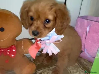 Cavapoo dogs Cavappo puppy’s for sale (last 1 ) - Advert 5