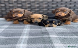 Miniature Dachshund dogs for sale: KC Registered true petite Miniature Dachshunds - Image 4