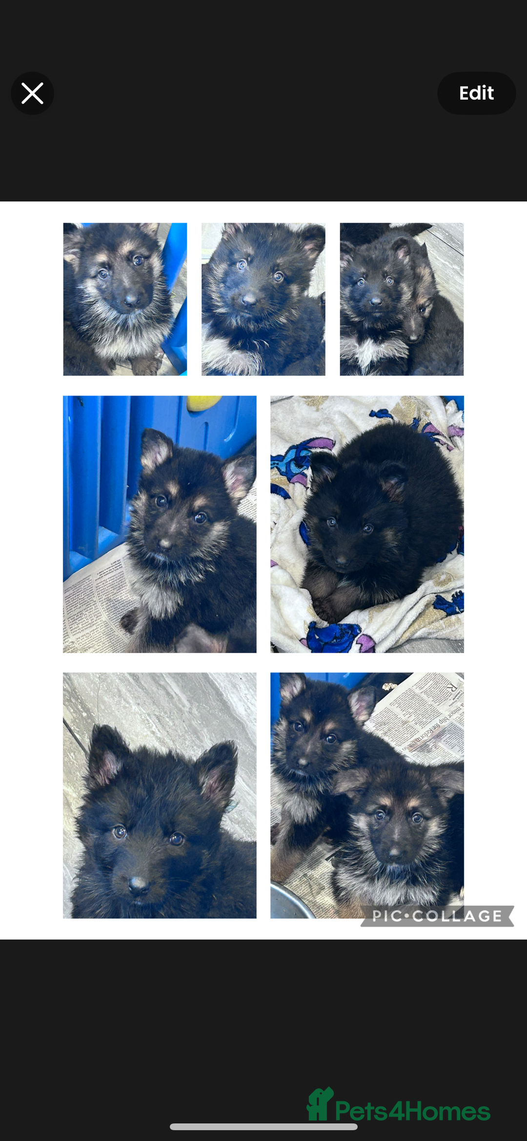 German Shepherd dogs for sale: German shepherd READY TO LEAVE - Advert 21