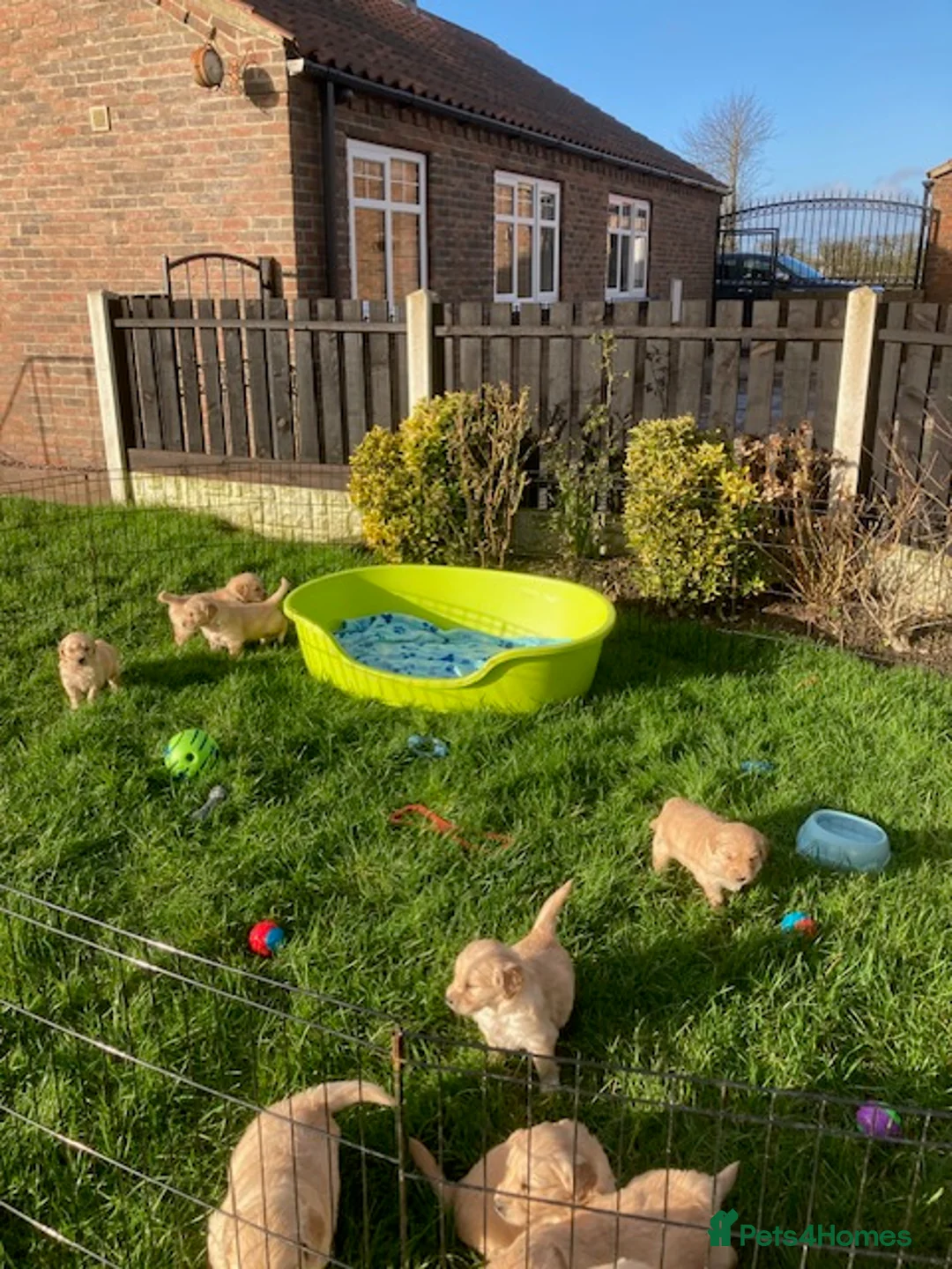 Golden Retriever dogs for sale: Beautiful retriever puppies, KC Reg/Health tested - Advert 11