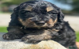 Bernedoodle dogs for sale: F1B STANDARD  BERNADOODLE LAST FEW - Image 14