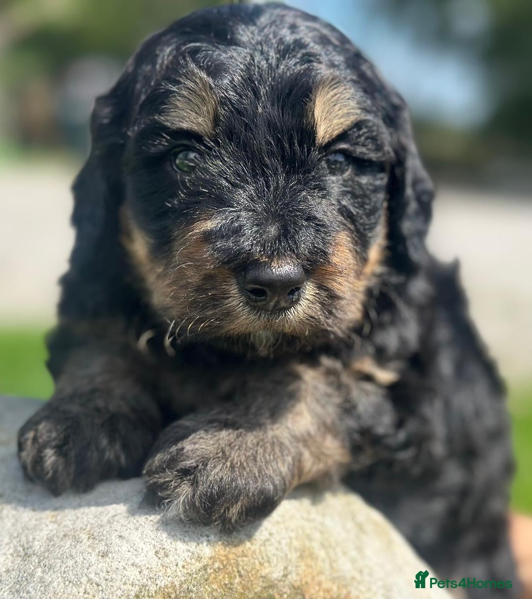 Bernedoodle dogs for sale: F1B STANDARD  BERNADOODLE LAST FEW - Image 14