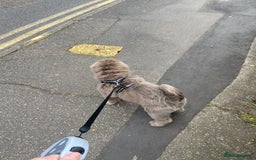 Shar Pei dogs for sale: Lilac bear coat Shar pei for sale  - Image 8