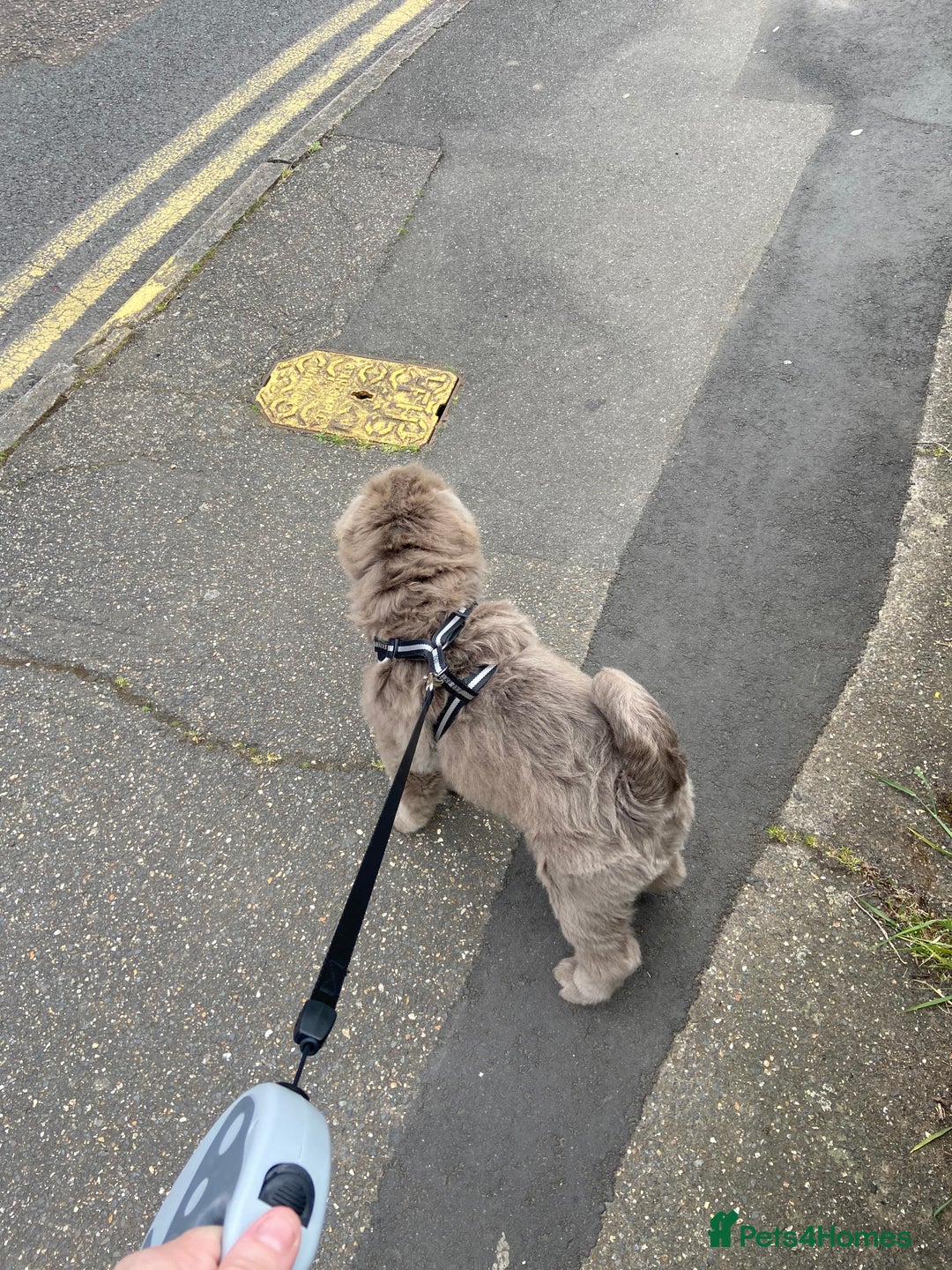 Shar Pei dogs for sale: Lilac bear coat Shar pei for sale  - Image 8