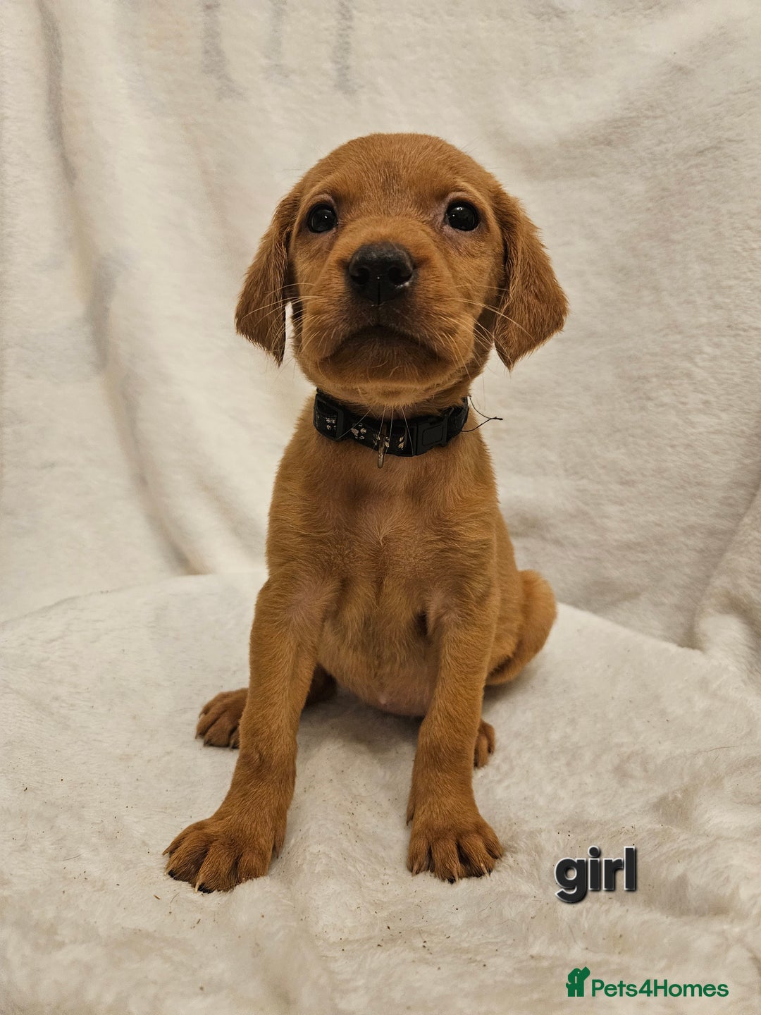 Labrador Retriever dogs for sale: Gorgeous Labradors babys looking for forever home - Image 2
