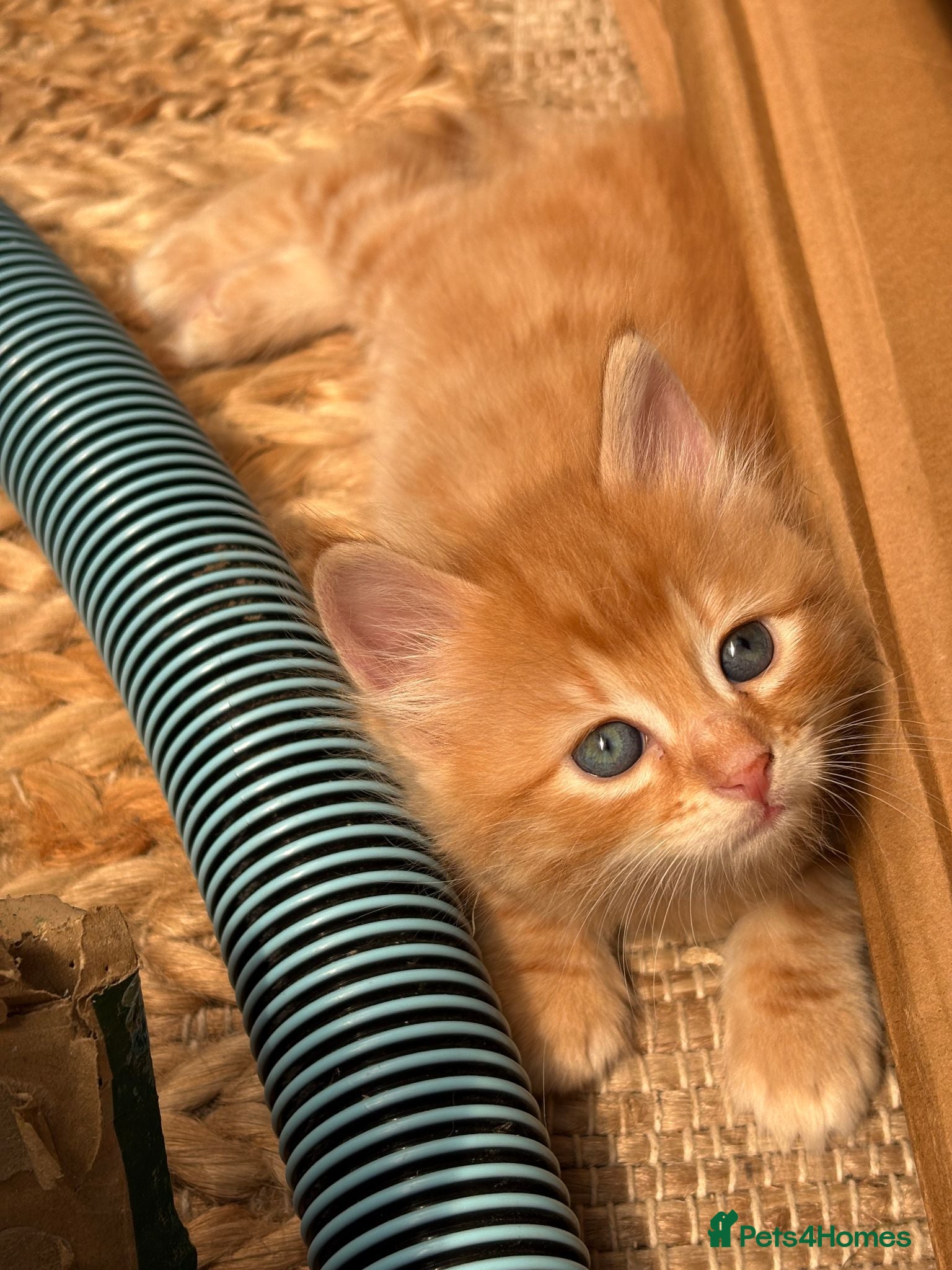 Mixed Breed cats Available Now - 2 Ginger & 1 Black Kitten - Advert 1