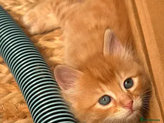 Mixed Breed cats Available Now - 2 Ginger & 1 Black Kitten - Advert 1