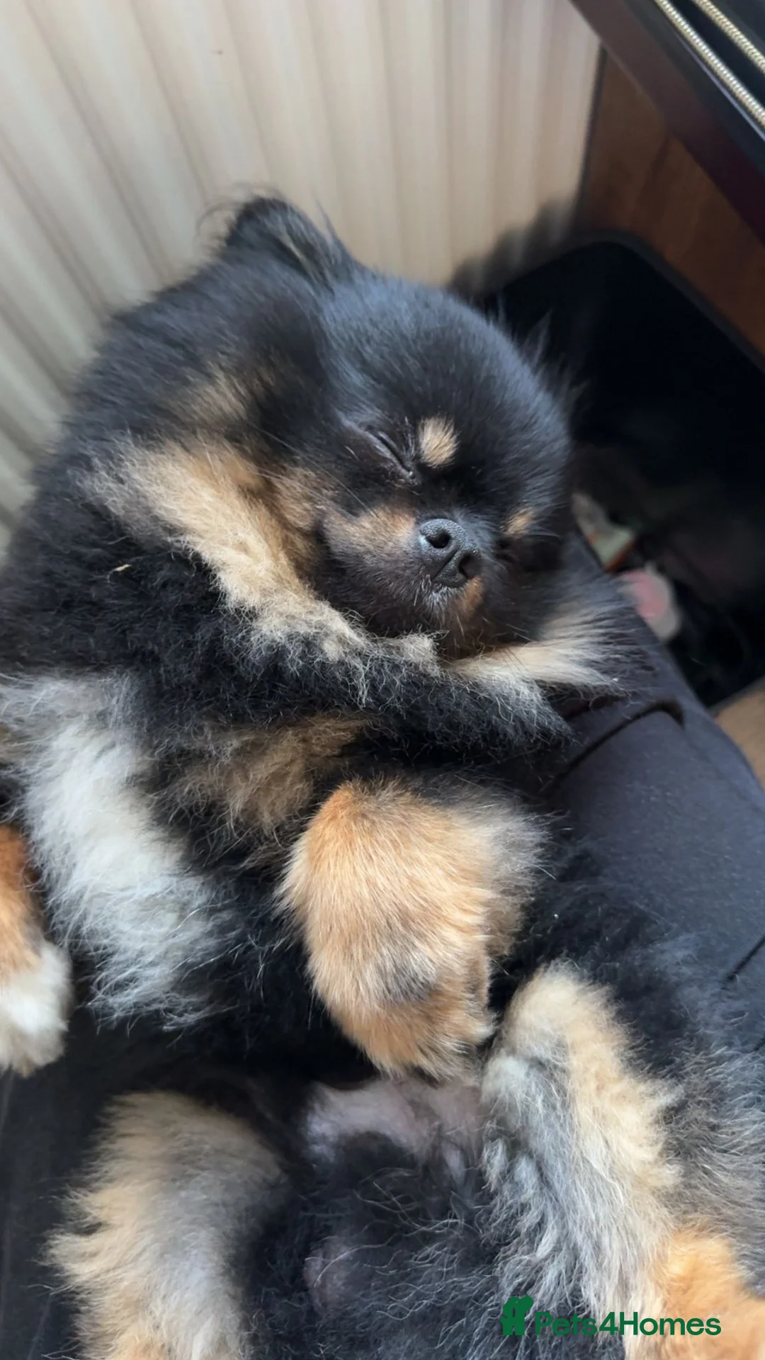 Pomeranian dogs for stud: KC Registered Black & Tan Male 2.3kg in Brighton - Advert 1