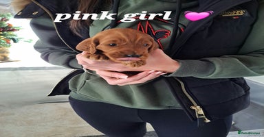 Cockapoo dogs F1 Toy fox red cockerpoos ready to leave 23rd Dec! - Advert 11