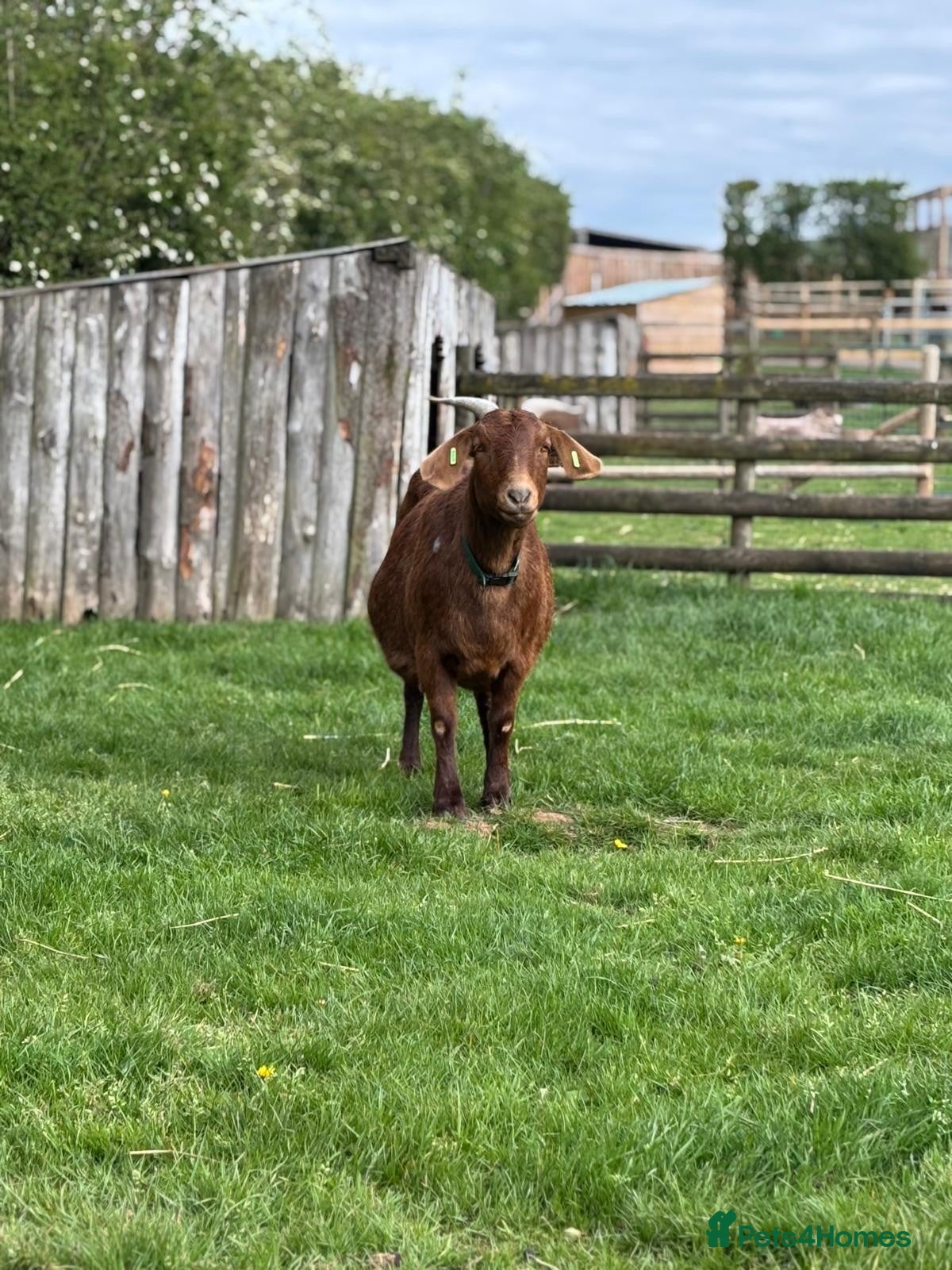 Goats livestock Female Boer Goat Looking For New Home - Advert 1