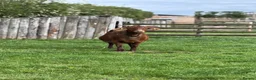 Goats livestock for sale: Female Boer Goat Looking For New Home - Advert 1
